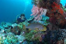 Scuba diving at New Emerald Cove, Praslin, Seychelles