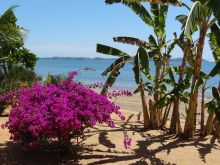 Bougainvillea by banana trees on the beach at Anjiamarango, Nosy Be, Madagascar (Mango Staff photo)