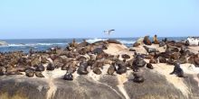 Seals sunning themselves at Cape of Good Hope Nature Reserve, Cape Town, South Africa