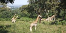 The giraffes roaming in their home at the Giraffe Center, Nairobi, Kenya