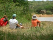 Elephant viewing on a walk