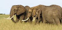 A herd of elephants wanders by Mara House, Masai Mara National Reserve, Kenya