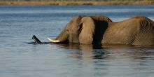 Chobe Elephant Camp