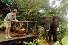 Elephant at tent at Selous Impala Camp, Selous National Park, Tanzania