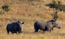 Rhinos at Elephant Bedroom Camp, Samburu National Reserve, Kenya