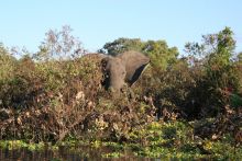 Elephant spotted during a boat safari at Selous Impala Camp, Selous National Park, Tanzania