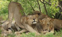 Lions lounging at Elephant Valley Lodge, Chobe National Park, Botswana
