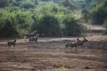 Wild dog at Elephant Valley Lodge, Chobe National Park, Botswana