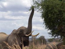 An elephant feeding from the tree tops at Katuma Bush Camp, Katavi National Park, Tanzania