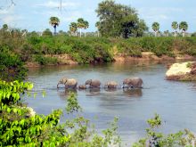 Elephant herd crossing the water at Selous Impala Camp, Selous National Park, Tanzania