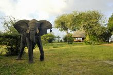 Elephant in camp at Selous Impala Camp, Selous National Park, Tanzania