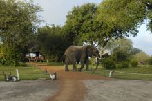 Elephant in camp at Selous Impala Camp, Selous National Park, Tanzania