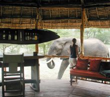Elephant in camp at Selous Impala Camp, Selous National Park, Tanzania