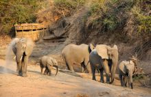 Elephants in front of hiding spot for wildlife viewing at Mwamba Bush Camp, South Luangwa National Park, Zambia