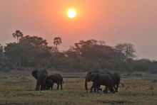 A herd of elephants at sunset at Katuma Bush Camp, Katavi National Park, Tanzania