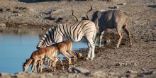 Etosha National Park
