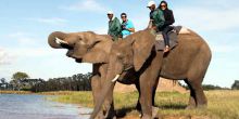 Knysna Elephant Park