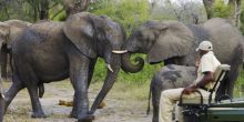 Elephants spotted on the game drive at Elephant Plains Game Lodge, Sabi Sands Game Reserve, South Africa