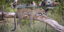 The area is known for leopard sightings at Elephant Plains Game Lodge, Sabi Sands Game Reserve, South Africa