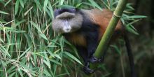 Golden Monkey, Virunga, Rwanda