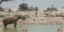A diverse array of wildlife is attracted to the watering hole at Okaukuejo Rest Camp, Etosha National Park, Namibia