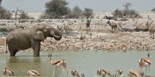 A watering hole teeming with wildlife at Namutoni Rest Camp, Etosha National Park, Namibia