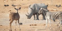 An endangered rhino visits the watering hole at Okaukuejo Rest Camp, Etosha National Park, Namibia