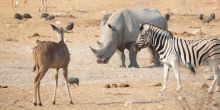 An impressive array of wildlife at Namutoni Rest Camp, Etosha National Park, Namibia