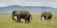 Safari in the Ngorongoro Crater