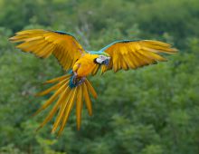 A macaw takes flight at Plettenberg Hotel, Plettenberg, South Africa