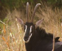 Explore Gorongosa- Explorers Camp, Gorongosa National Park, Mozambique