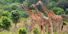 Lake Manyara National Park Safari