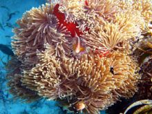 Flame Tree Cottages - Snorkling at the Kendwa Coral Garden