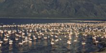 Lake Natron Tented Camp