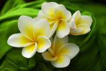 Flowers at Funzi Keys, Funzi Island, Kenya