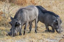 Frans Indongo Lodge, Otjiwarongo, Namibia