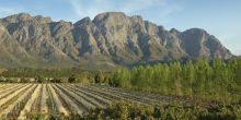 Vineyards at Franschhoek Country House, Franschhoek, South Africa