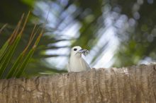 Fregate Island Resort, Fregate Island, Seychelles