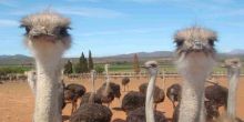 Ostrich Farm