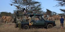 Elephant game drive at Ol Malo, Laikipia, Kenya