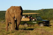 Game drive at Shamwari Bayethe Tented Lodge, Shamwari Game Reserve, South Africa