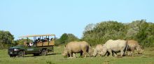 Spotting a herd of rhinos at Shamwari Bayethe Tented Lodge, Shamwari Game Reserve, South Africa