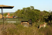 A leopard spotted during a game drive at Shamwari Long Lee Manor, Shamwari Game Reserve, South Africa