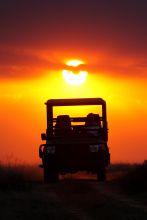 Game drive at sunset at Shamwari Bayethe Tented Lodge, Shamwari Game Reserve, South Africa