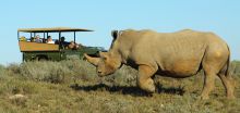 A rhino walks by a game drive at Shamwari Long Lee Manor, Shamwari Game Reserve, South Africa
