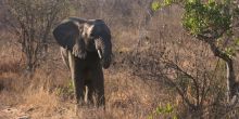 A elephant stops by camp at Little Garonga, Kruger National Park, South Africa