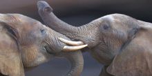 A pair of elephants spotted during a game drive at Little Garonga, Kruger National Park, South Africa