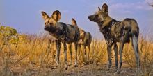 Wild dogs at Grasslands Bushman Lodge, Central Kalahari Game Reserve, Botswana