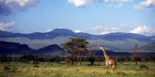 Giraffe in the Chyulu Hills- Campi ya Kanzi, Chyulu Hills, Kenya