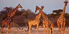 Mokuti Etosha Lodge, Etosha National Park, Namibia